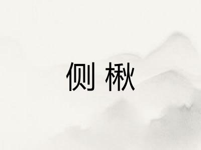 侧楸