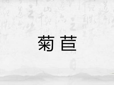 菊苣