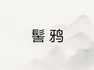 髻鸦