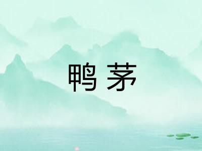 鸭茅