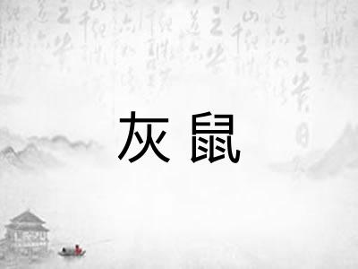 灰鼠