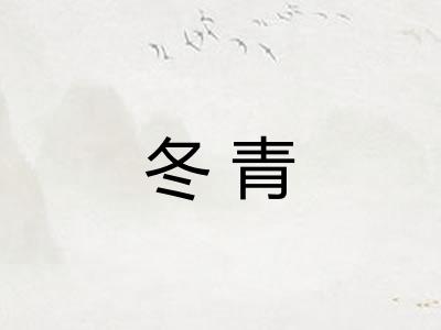 冬青