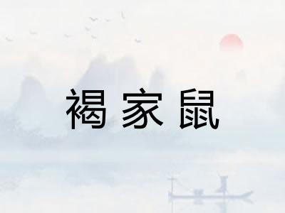 褐家鼠