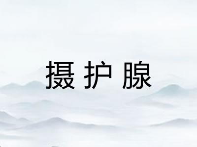 摄护腺