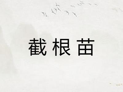 截根苗