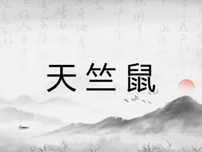 天竺鼠