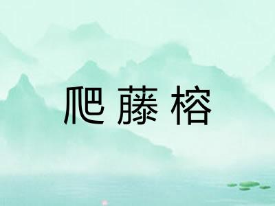 爬藤榕
