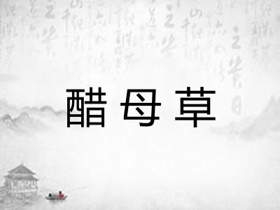醋母草 醋母草
