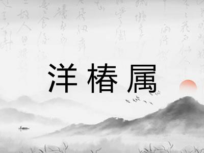 洋椿属