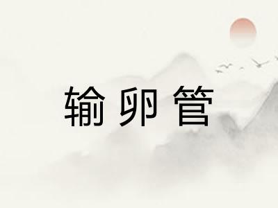 输卵管 输卵管