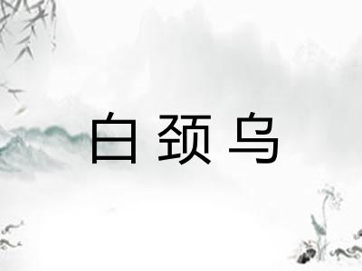 白颈乌
