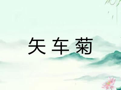 矢车菊
