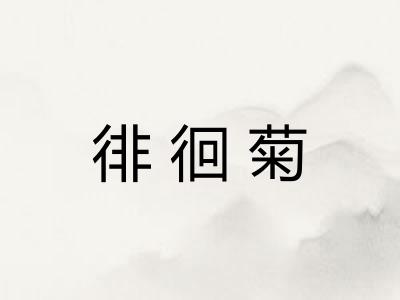 徘徊菊 徘徊菊