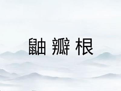 鼬瓣根 鼬瓣根
