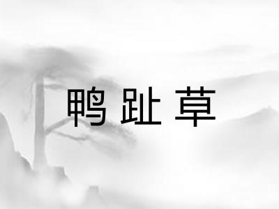 鸭趾草