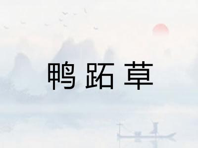 鸭跖草
