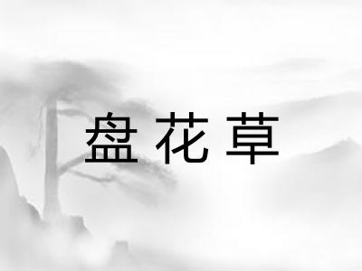 盘花草 盘花草
