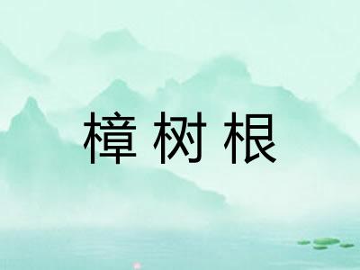 樟树根