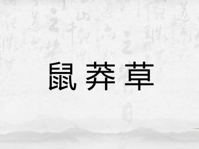 鼠莽草