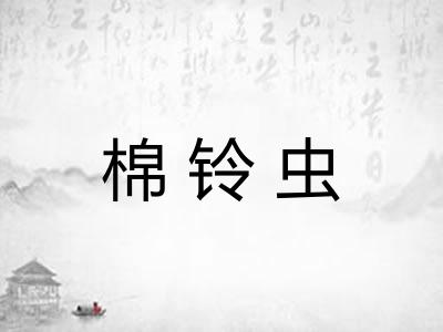 棉铃虫
