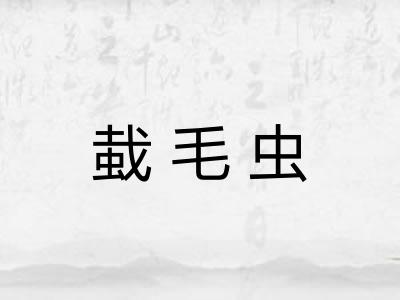 蛓毛虫