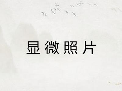 显微照片