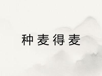 种麦得麦